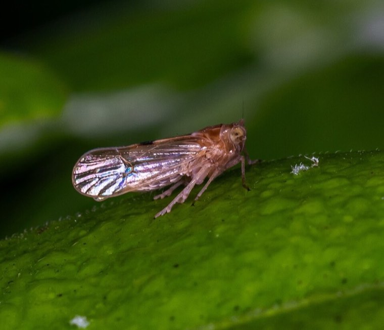 Brown planthopper adult on a rice stem