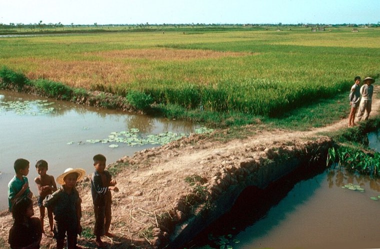 Rice field damaged by brown planthopper