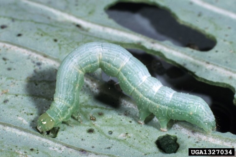 Cabbage looper caterpillar (Trichoplusia ni), pale green with thin white side lines, arching as it moves