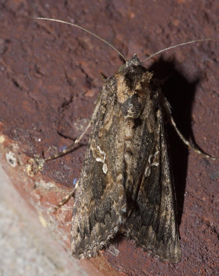 Adult cabbage looper moth (Trichoplusia ni), grey-brown with a silvery mark on the forewing