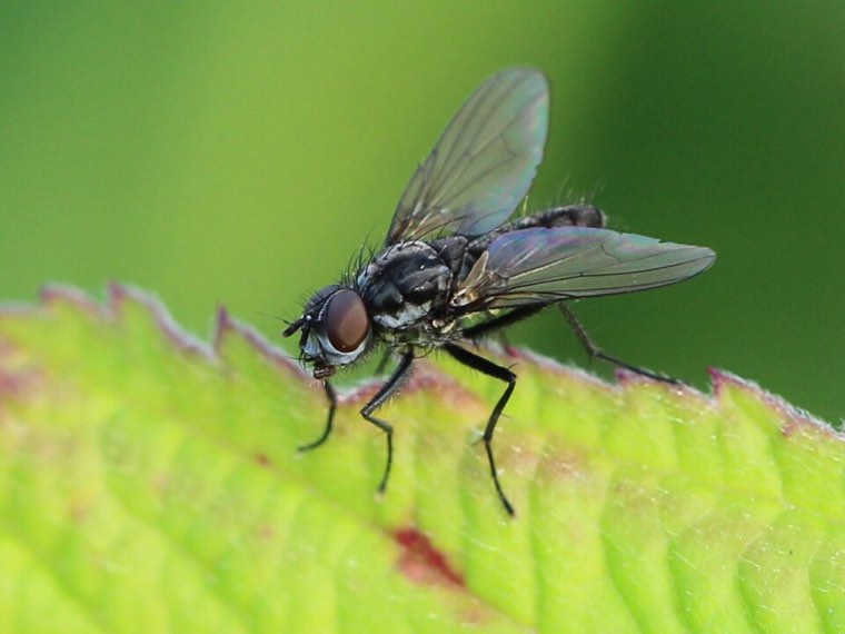 Adult cabbage root fly (Delia radicum), a small grey fly