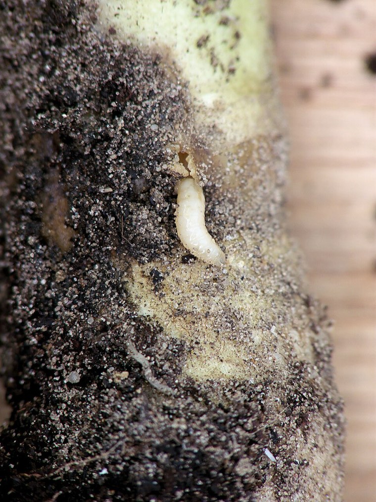 Cabbage root fly maggot (Delia radicum) in the soil
