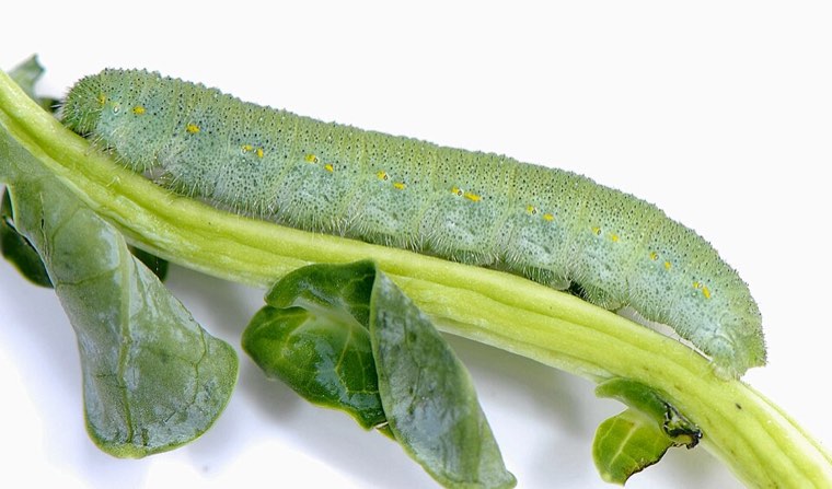 Green caterpillar of the small white (Pieris rapae) on its host plant