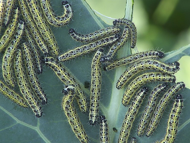 Group of yellow-and-black large white (Pieris brassicae) caterpillars feeding on cabbage