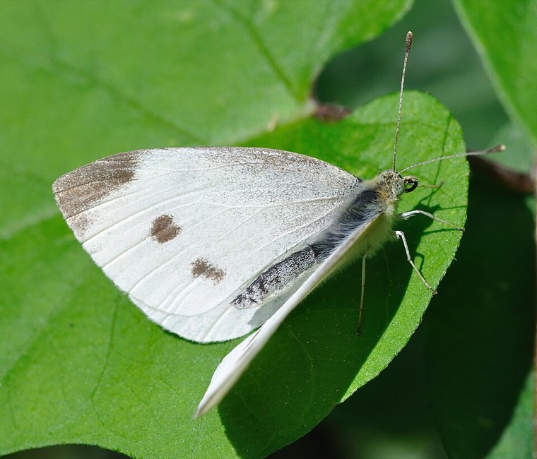 Adult small white butterfly (Pieris rapae) with black wing tips and a forewing spot