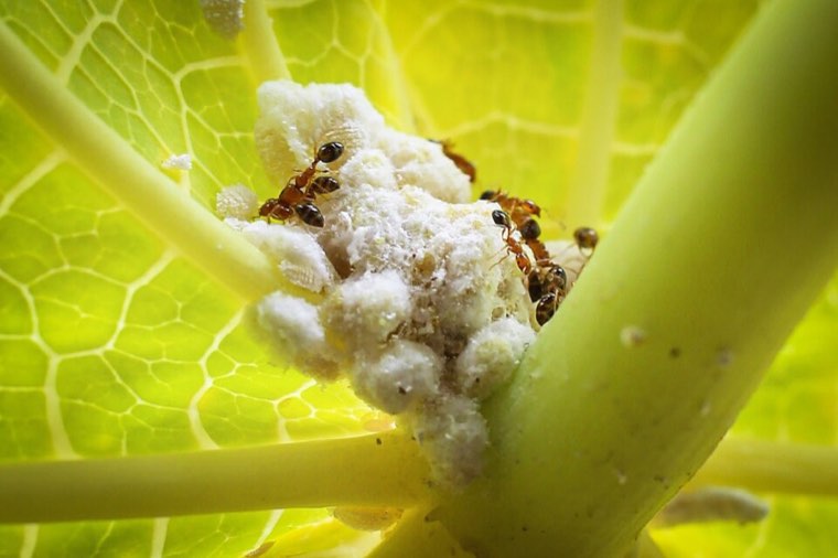Cassava mealybug colony with tending ants