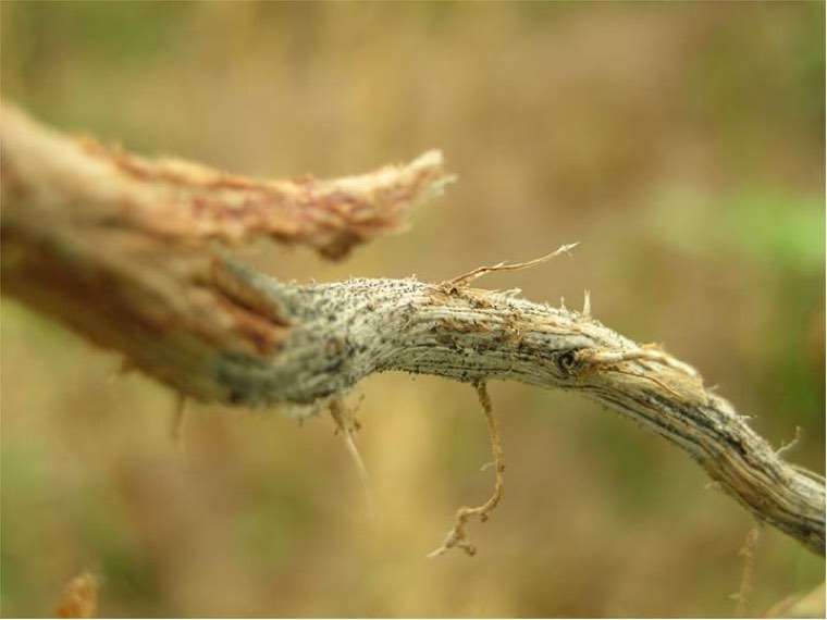 Mung bean stem and root with charcoal rot: grey, shredded tissue at the base