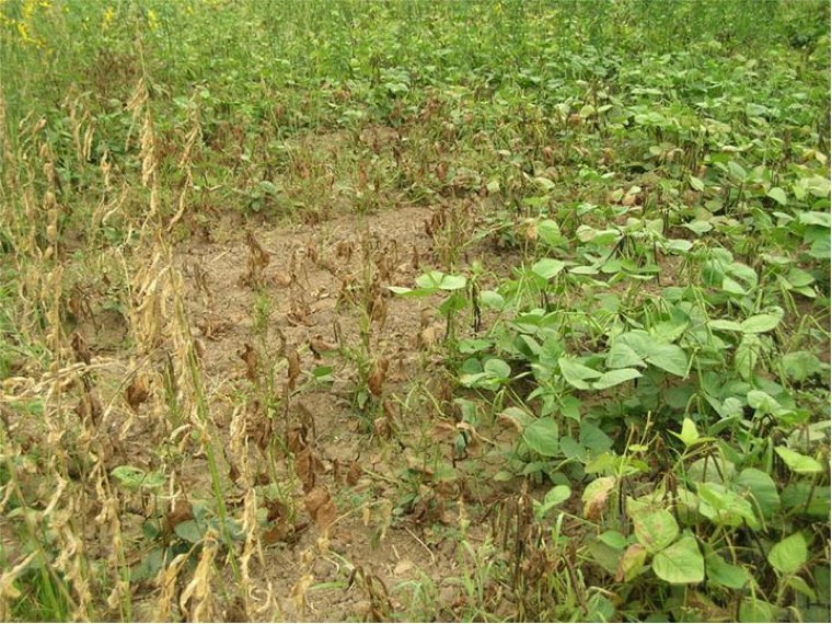Mung bean field with patches of plants killed by charcoal rot