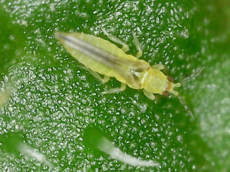 Adult chilli thrips (Scirtothrips dorsalis) on a leaf, showing its small, pale yellow body
