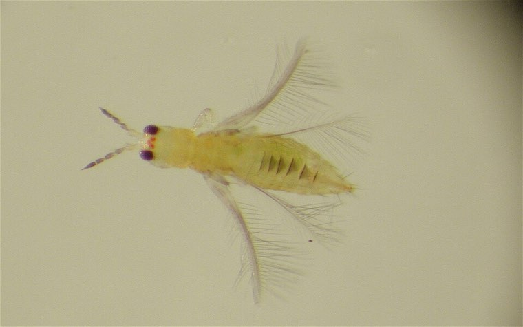 Adult chilli thrips (Scirtothrips dorsalis), slide view with wings spread