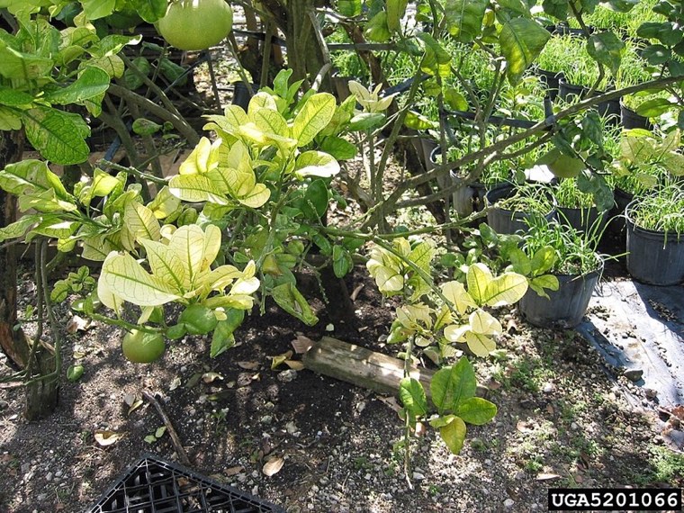 Citrus shoots with blotchy yellow mottle of huanglongbing (citrus greening)