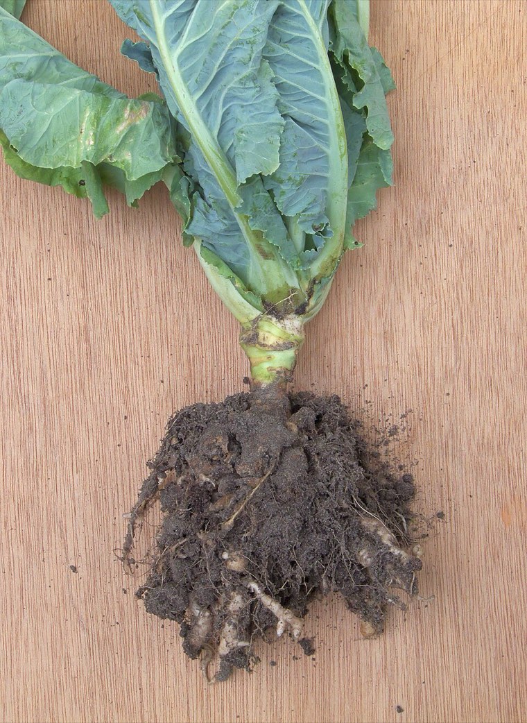 Cauliflower plant pulled up to show swollen clubroot galls on the roots