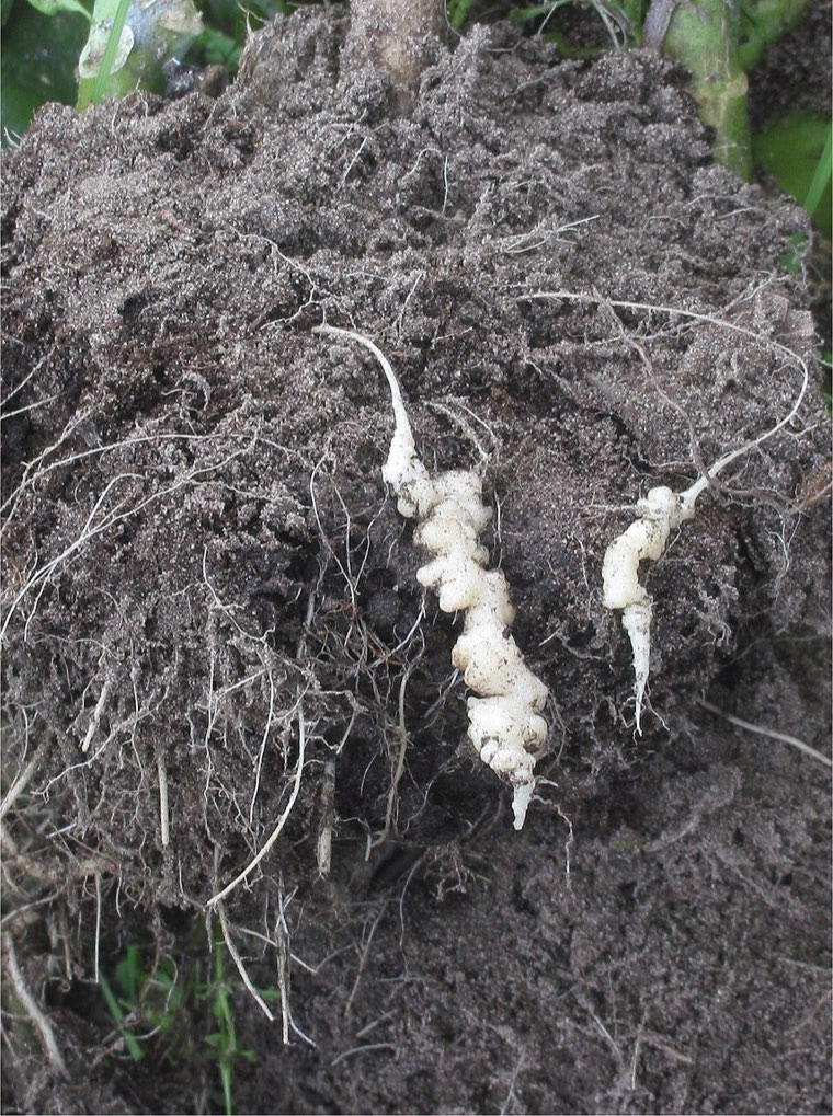 Close view of club-shaped galls caused by Plasmodiophora brassicae on cauliflower roots