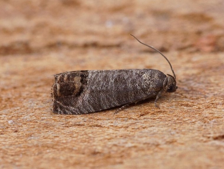 Adult codling moth