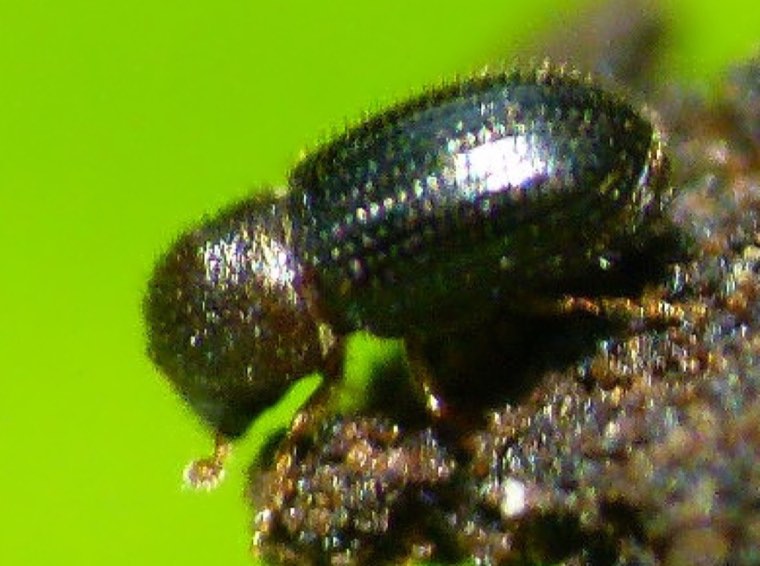 Coffee berry borer beetle