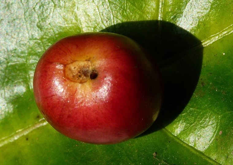Coffee berry with the borer's entry hole at the tip