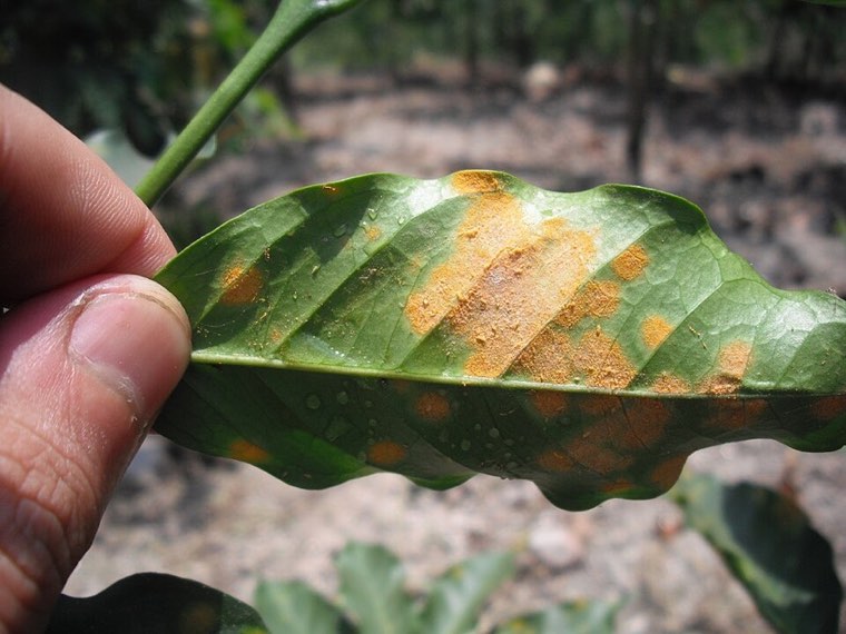 Coffee leaf with orange coffee leaf rust spots