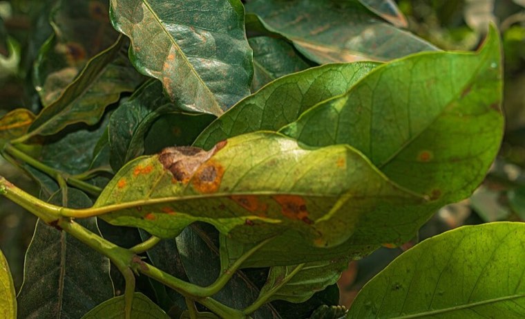 Coffee leaves with rust lesions on a farm