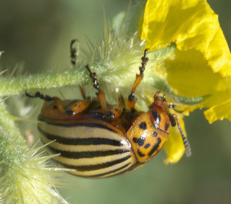 Colorado potato beetle adults