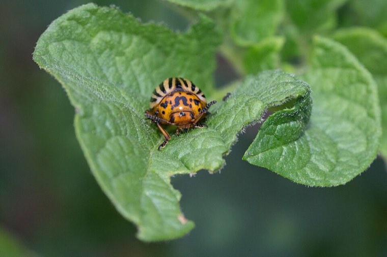 Colorado potato beetle larva on a potato leaf