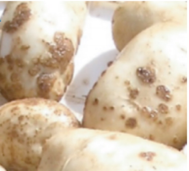 Potato tubers with brown, corky common scab lesions caused by Streptomyces