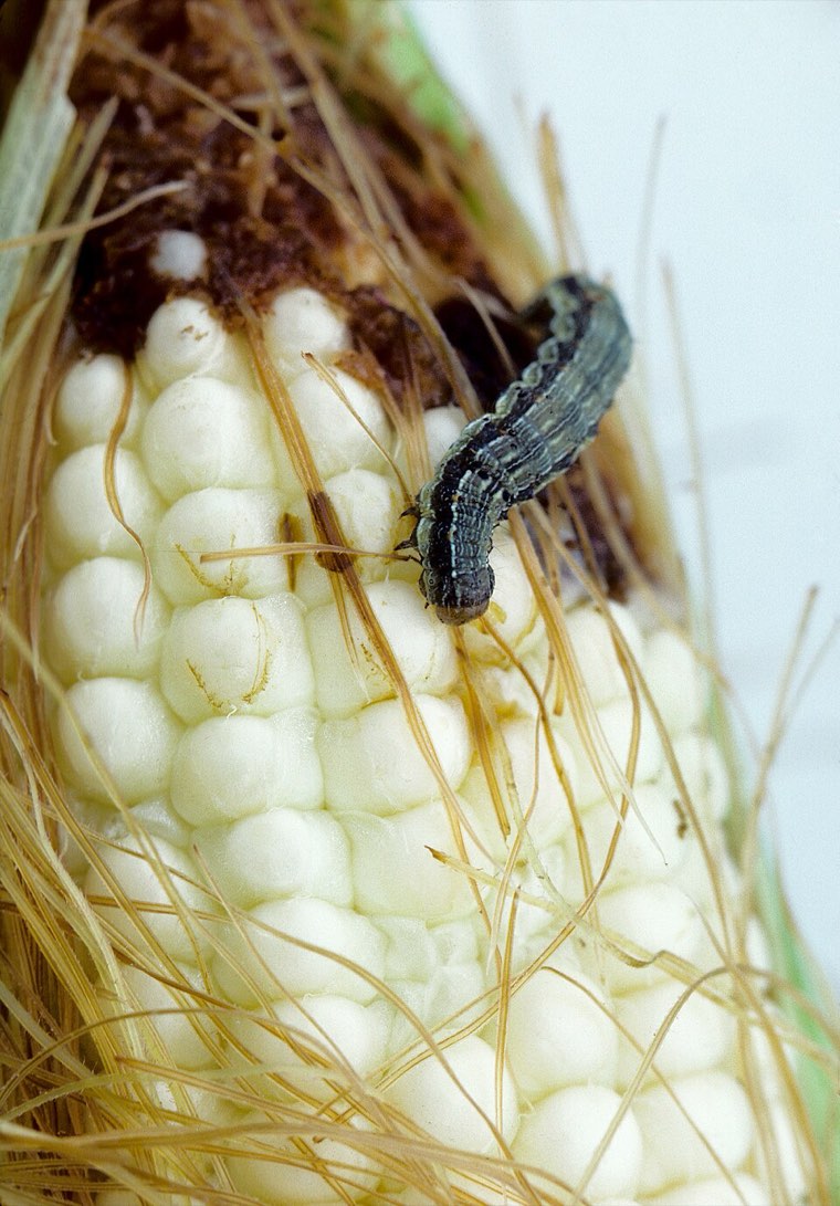 Corn earworm caterpillar (Helicoverpa zea) feeding on kernels at the tip of a maize ear