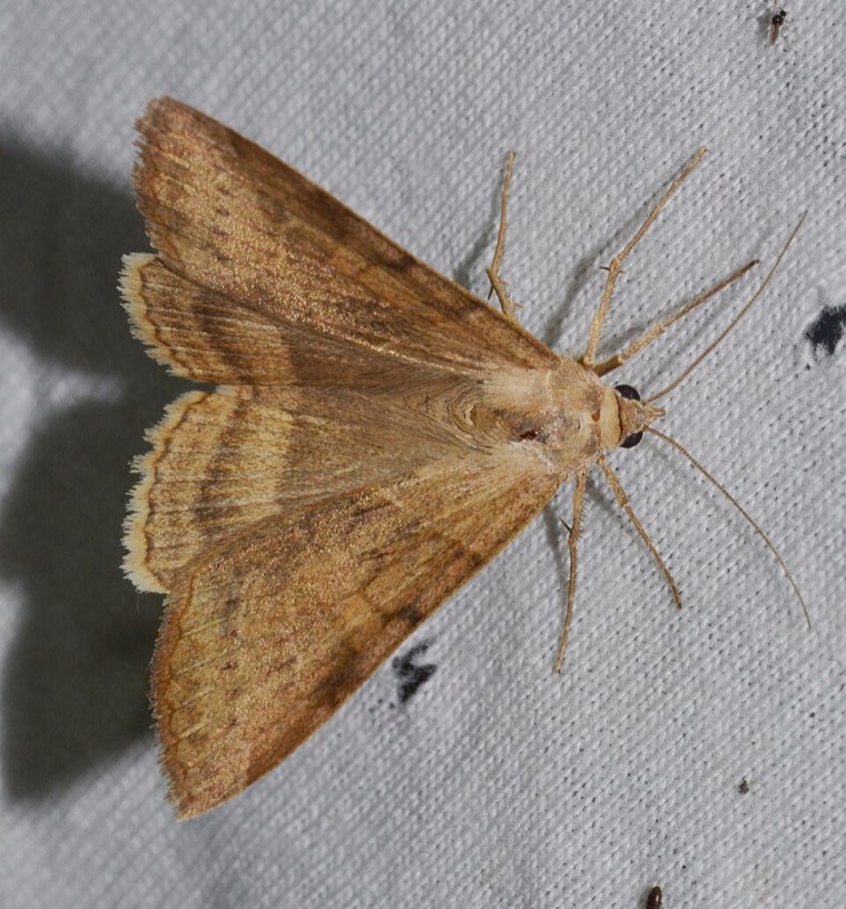 Adult corn earworm moth (Helicoverpa zea), light tan with a darker band on the forewings