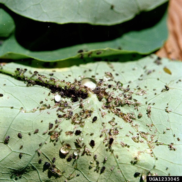 Cotton aphid colony on a leaf underside