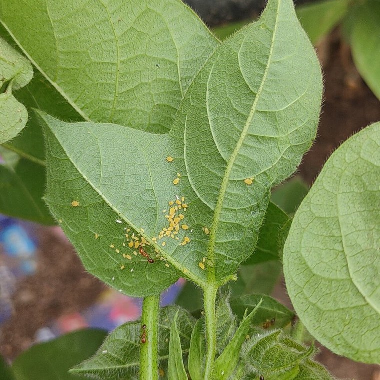 Cotton aphids on cotton