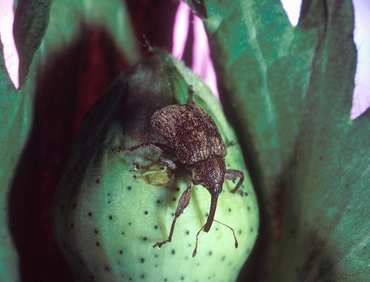 Adult boll weevil (Anthonomus grandis) on a cotton square, showing its long snout