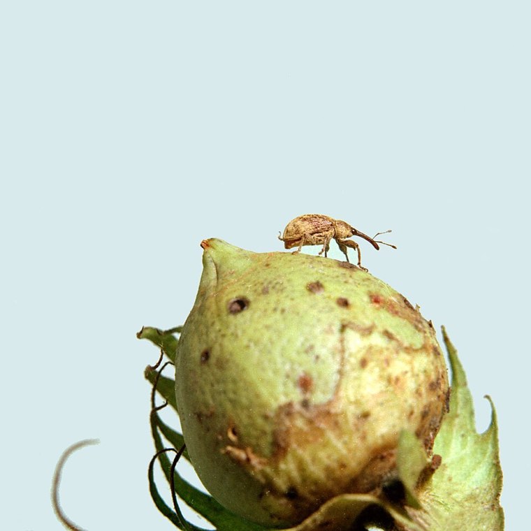 Boll weevil on a cotton boll