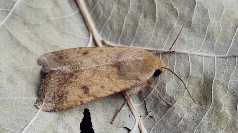 Adult cotton bollworm moth (Helicoverpa armigera)