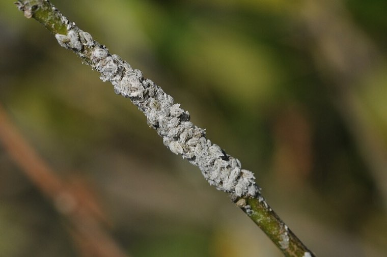 Colony of cotton mealybugs (Phenacoccus solenopsis) covered in white wax on a stem