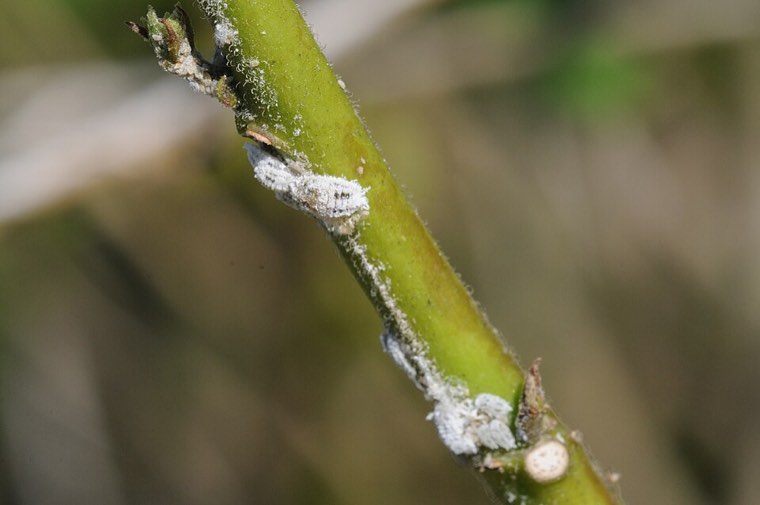 Cotton mealybugs (Phenacoccus solenopsis) on a plant stem
