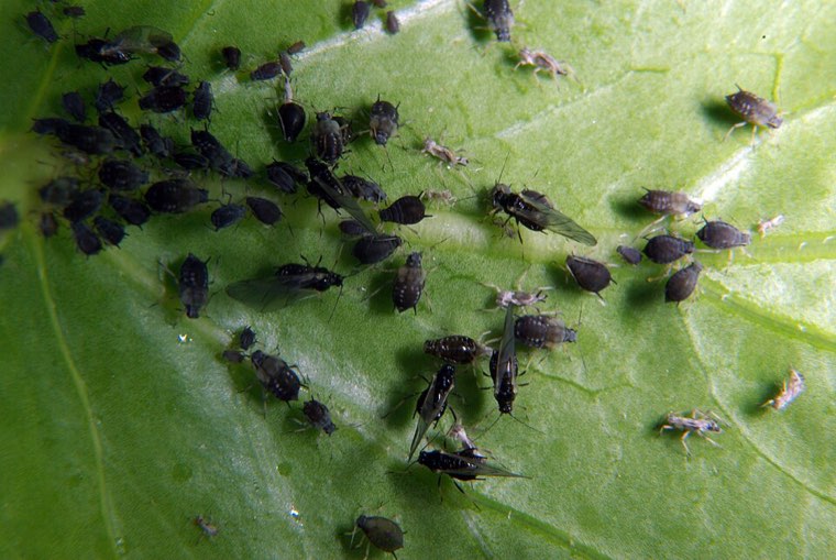 Colony of shiny black cowpea aphids (Aphis craccivora) with grey nymphs on a leaf