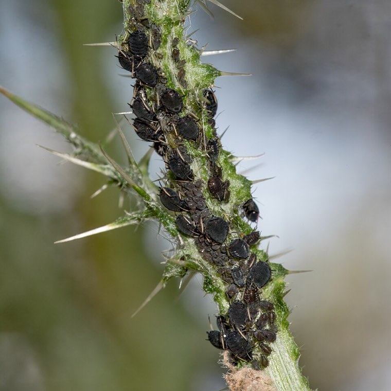 Cowpea aphids (Aphis craccivora) clustered on a plant stem