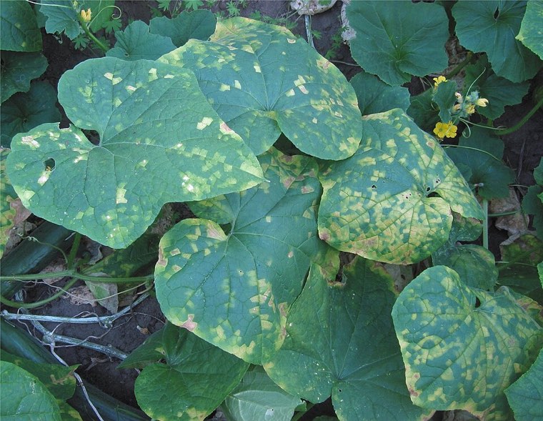 Cucumber leaves with angular yellow downy mildew lesions