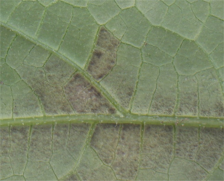 Downy mildew sporulation on the underside of a cucumber leaf
