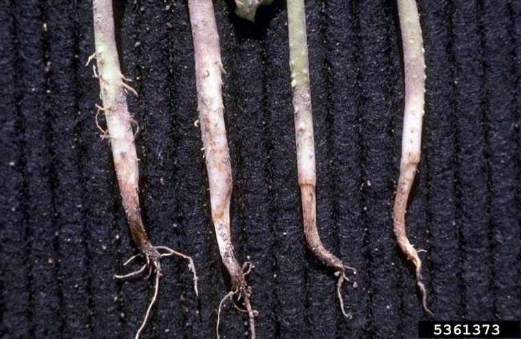 Seedlings collapsed by Pythium damping-off