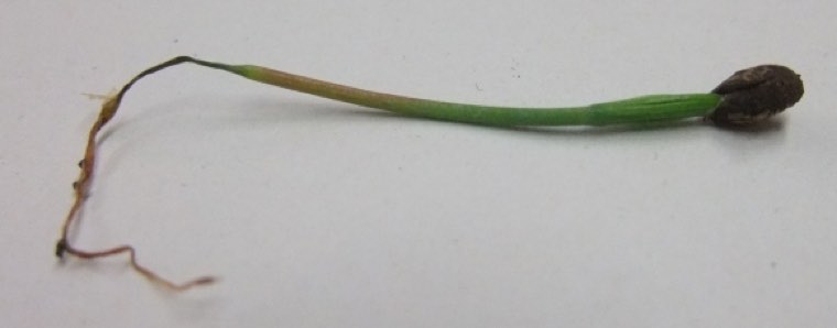Pine seedling with damping-off at the stem base