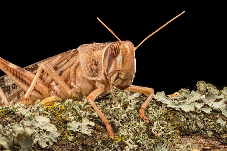 Adult desert locust