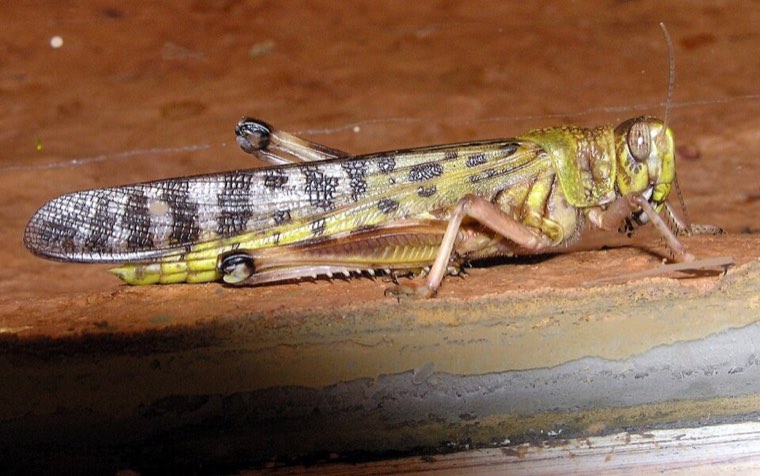 Desert locust adult, side view