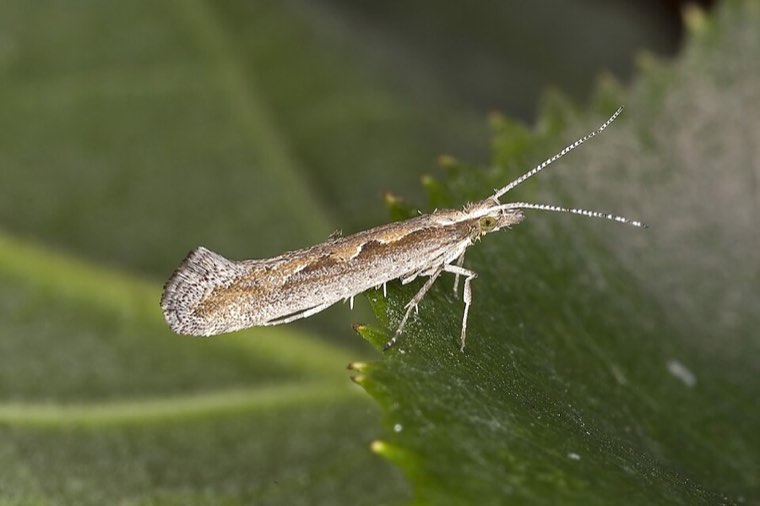Adult diamondback moth on a leaf