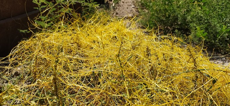 Dense yellow-orange mat of field dodder covering host plants in a field