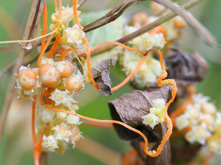 Field dodder (Cuscuta campestris) stems twining around a host, with clusters of small white flowers