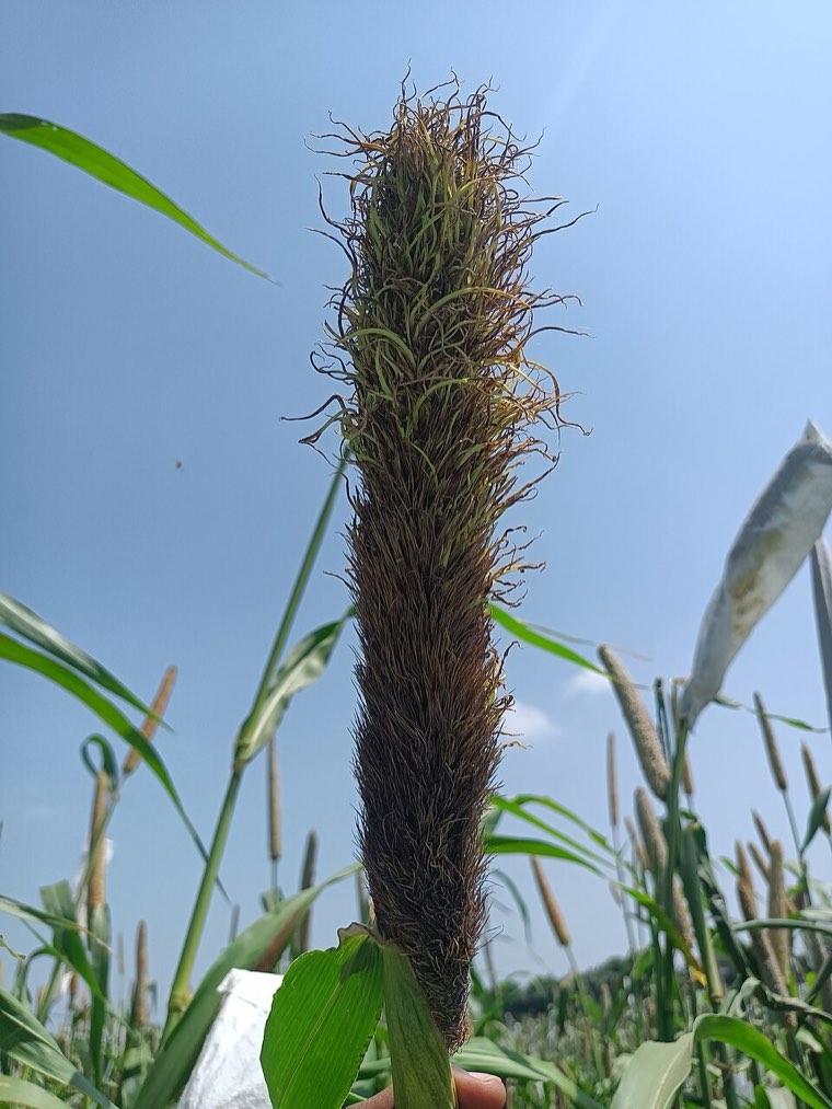 Pearl millet ear with downy mildew (green ear) symptoms
