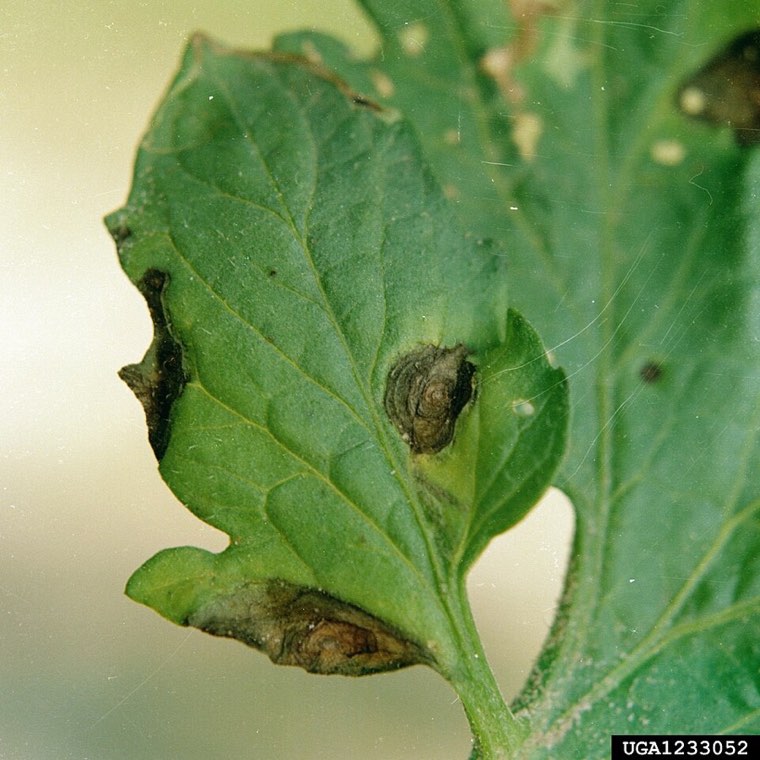 Early blight target-spot lesion on a leaf