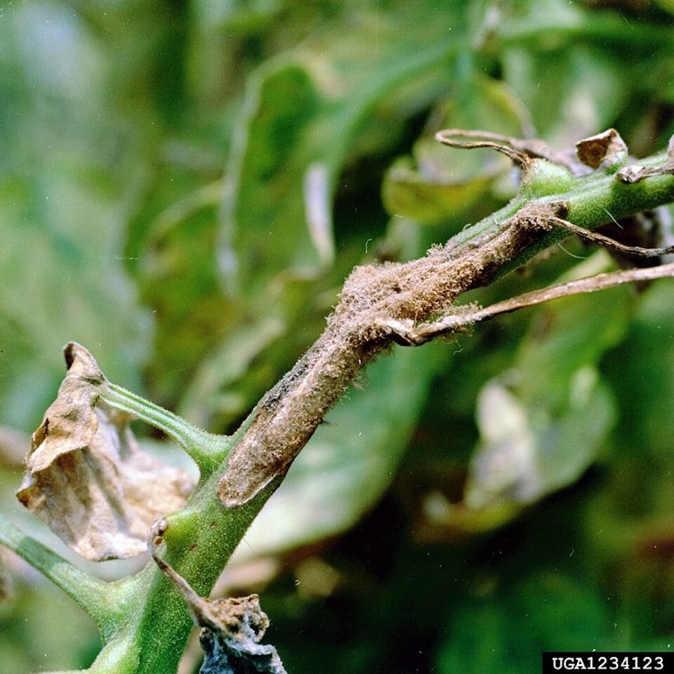 Early blight lesions on a stem