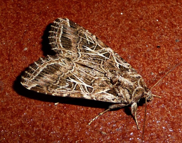 Adult Egyptian cotton leafworm moth (Spodoptera littoralis), with patterned brown forewings