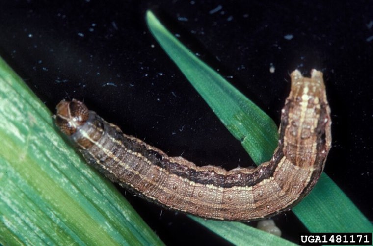 Fall armyworm caterpillar
